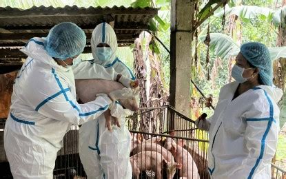 DA begins ASF vaccination on hogs .